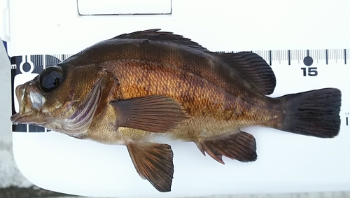 シロメバルの釣果