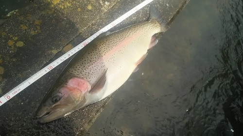 ニジマスの釣果