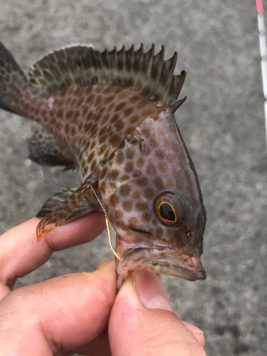 オオモンハタの釣果