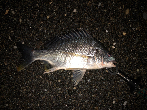 キビレの釣果