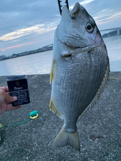 ヘダイの釣果