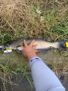 ナマズの釣果