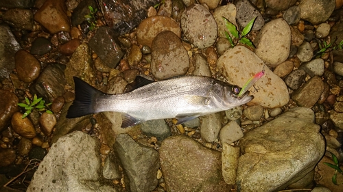 セイゴ（ヒラスズキ）の釣果