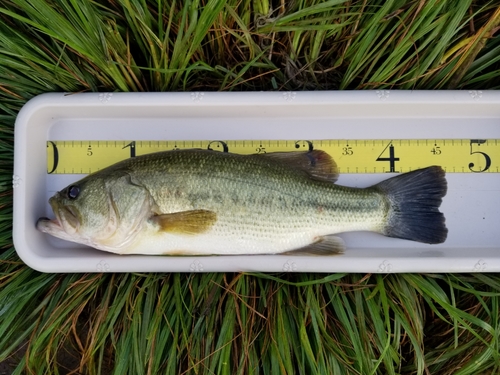 ラージマウスバスの釣果