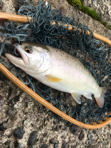 ヤマメの釣果