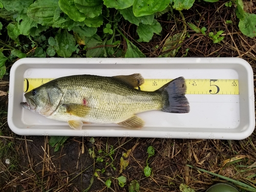 ラージマウスバスの釣果