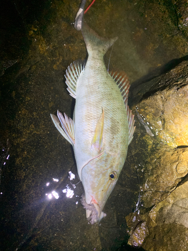 キツネフエフキの釣果