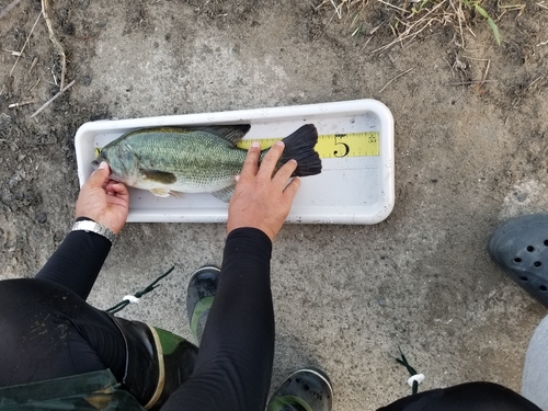 ラージマウスバスの釣果