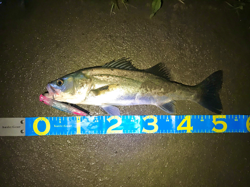 シーバスの釣果