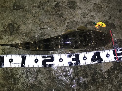 マゴチの釣果