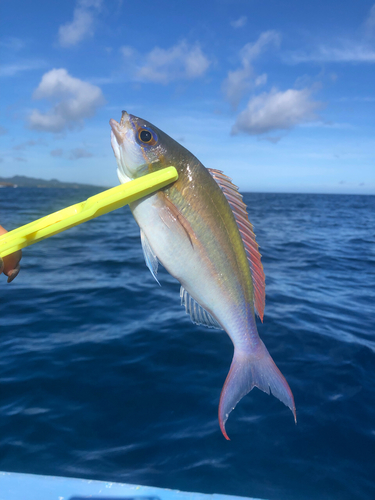 キツネウオの釣果