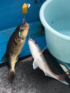 チャリコの釣果