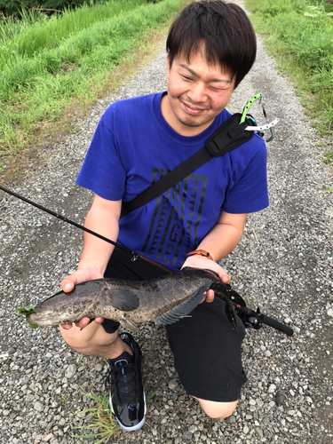 ライギョの釣果