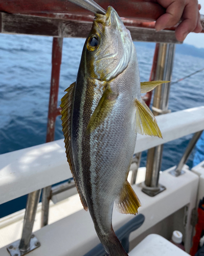 イサキの釣果