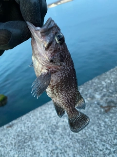 ソイの釣果