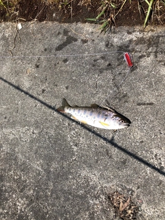 ヤマメの釣果
