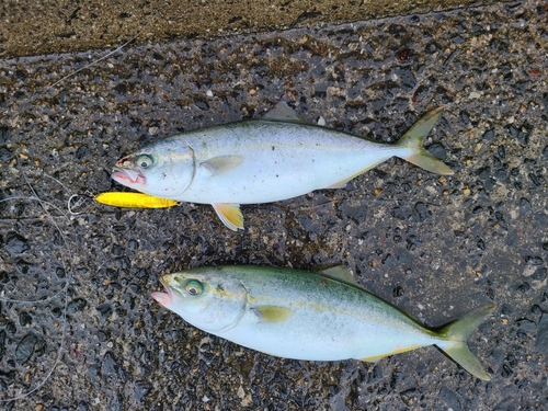 ヤズの釣果