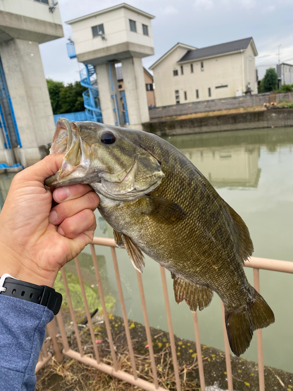 スモールマウスバス