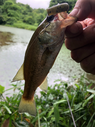 ラージマウスバスの釣果