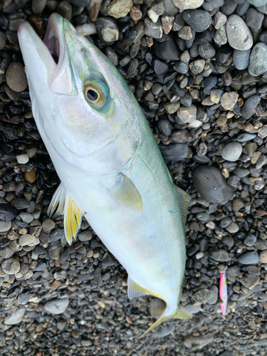 ブリの釣果