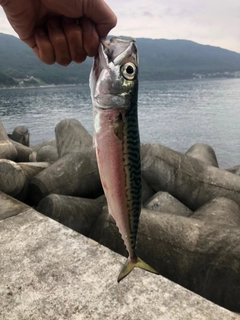 マサバの釣果