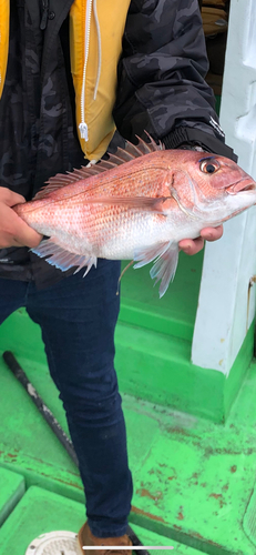 マダイの釣果