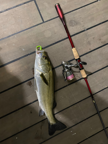 シーバスの釣果