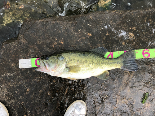 ブラックバスの釣果