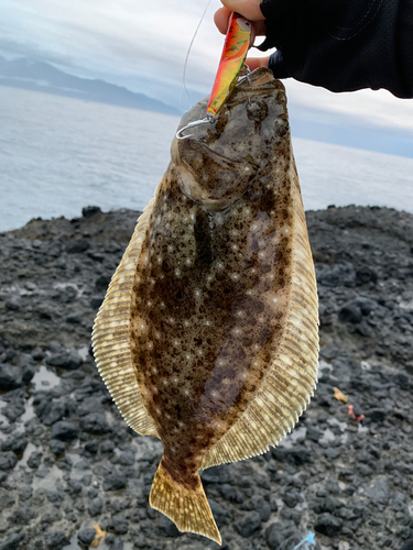 ヒラメの釣果