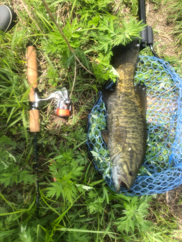 スモールマウスバスの釣果