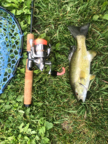 スモールマウスバスの釣果