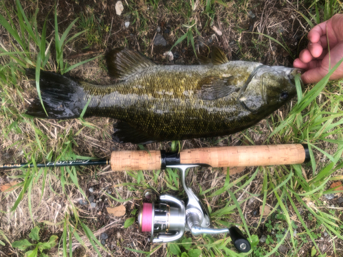 スモールマウスバスの釣果