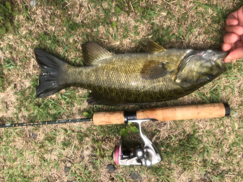 スモールマウスバスの釣果