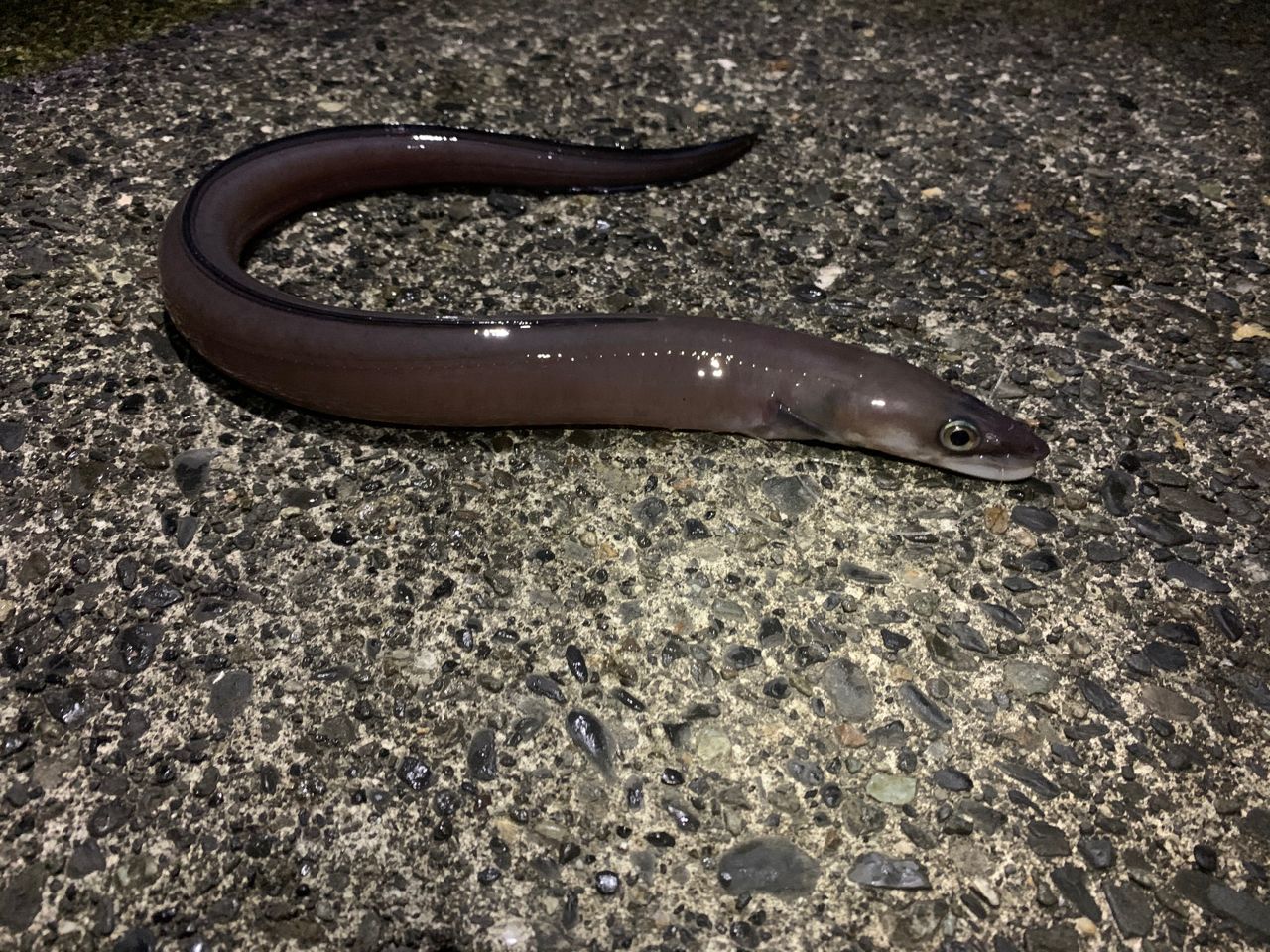 クロアナゴ