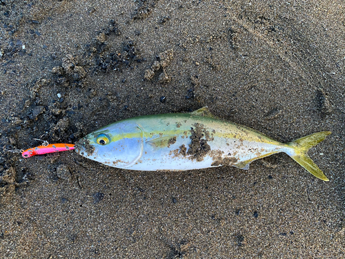 イナダの釣果