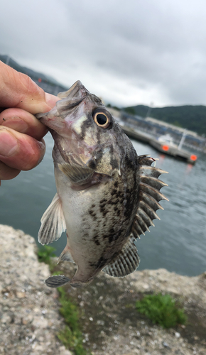 クロソイの釣果