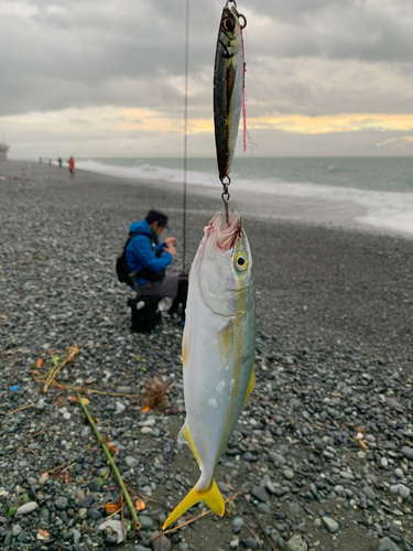 ワカシの釣果