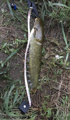 ナマズの釣果