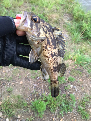 クロソイの釣果