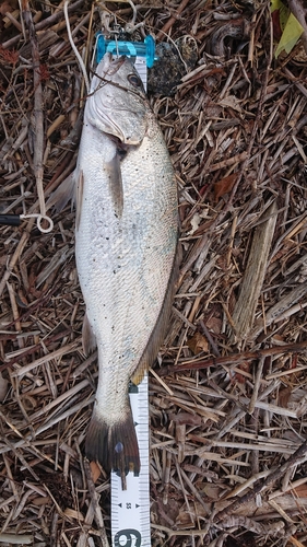 ニベの釣果