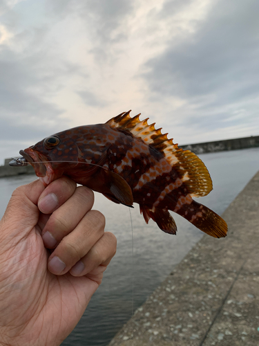 キジハタの釣果