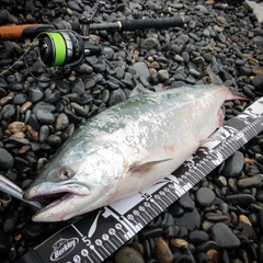 ウミサクラの釣果