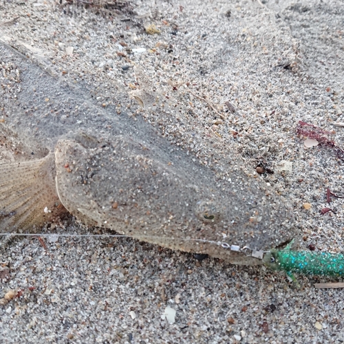 マゴチの釣果