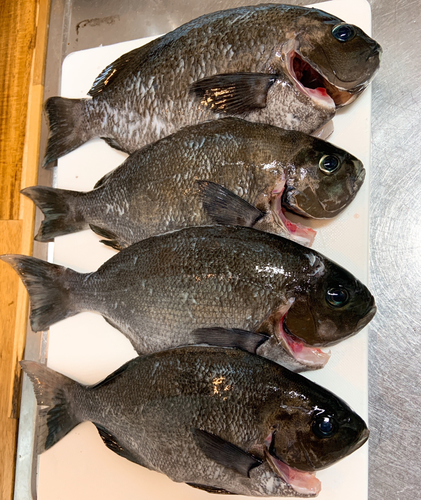 メジナの釣果