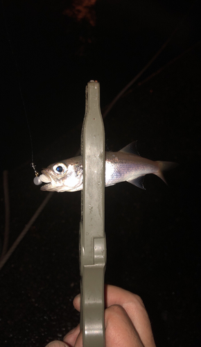 ムツの釣果