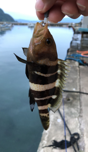 アオハタの釣果