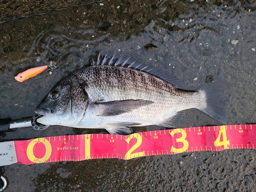 チヌの釣果