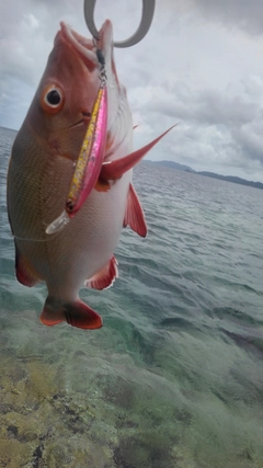 ヒメフエダイの釣果