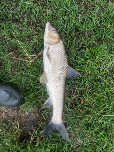 ニゴイの釣果