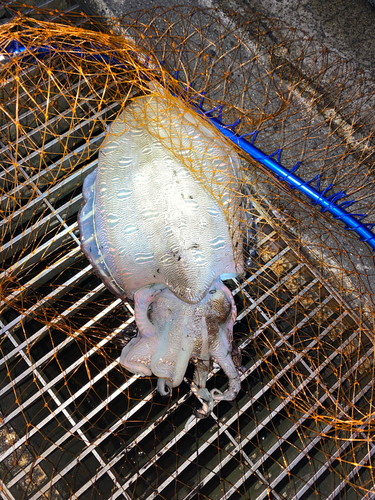 コウイカの釣果